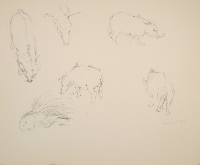 SIX ANIMAL STUDIES