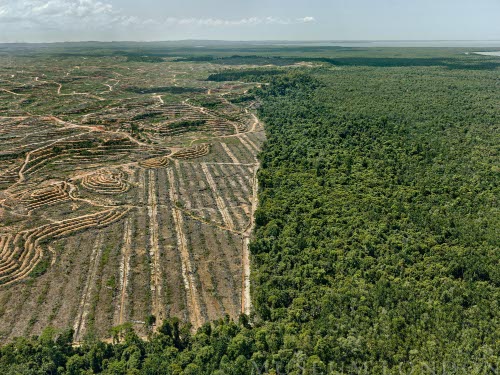 Clearcut #1 Palm Oil Plantation, Borneo