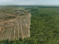 Clearcut #1 Palm Oil Plantation, Borneo
