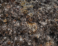 Ferrous Bushling #17, Hamilton, Ontario, Canada