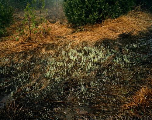 Grasses, Bruce Peninsula, Ontario, Canada
