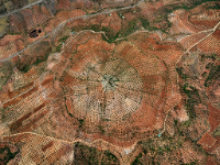 Olive Groves #1, Jaen, Spain