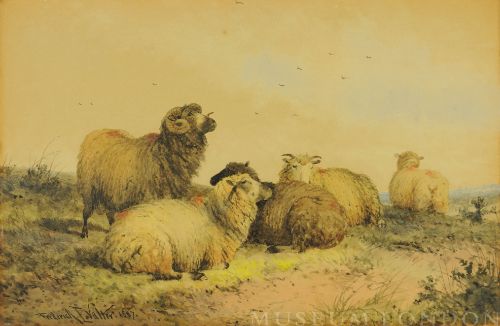 SHEEP