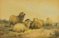 SHEEP