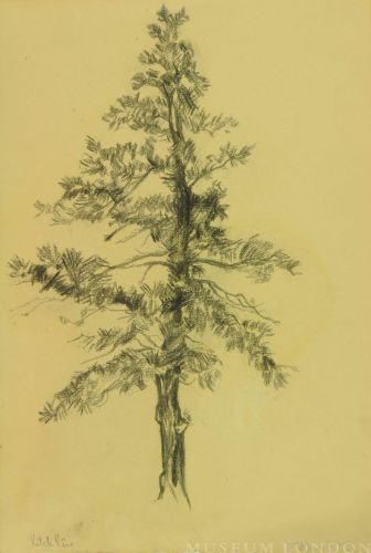PITCH PINE
