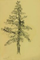 PITCH PINE