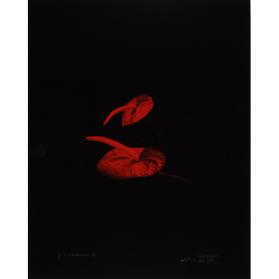 RED ANTHERIUMS 2 (AFTERLIFE SERIES)