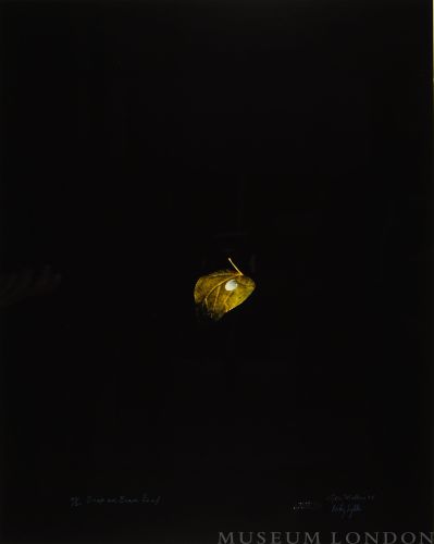 DROP ON BEAN LEAF (AFTERLIFE SERIES)