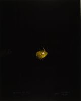 DROP ON BEAN LEAF (AFTERLIFE SERIES)