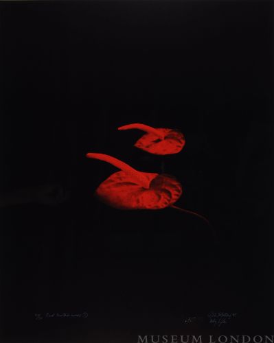 RED ANTHERIUMS 1 (AFTERLIFE SERIES)