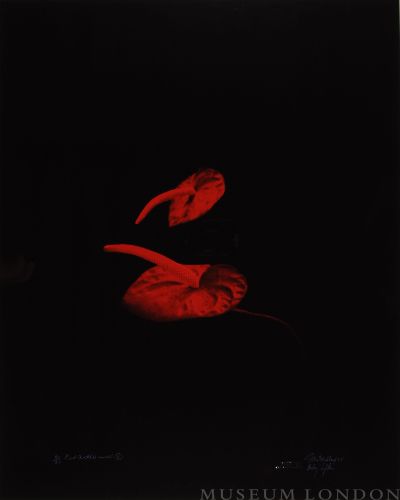 RED ANTHERIUMS 2 (AFTERLIFE SERIES)
