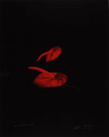 RED ANTHERIUMS 2 (AFTERLIFE SERIES)