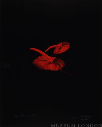 RED ANTHERIUMS 3 (AFTERLIFE SERIES)