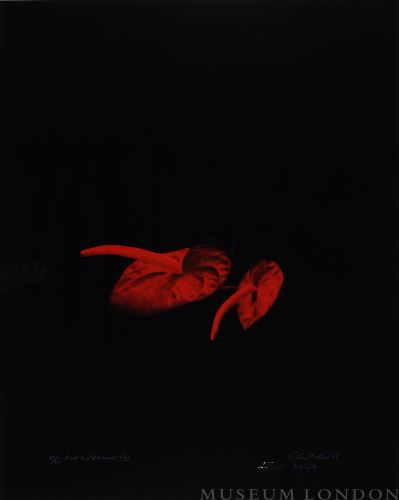 RED ANTHERIUMS 4 (AFTERLIFE SERIES)