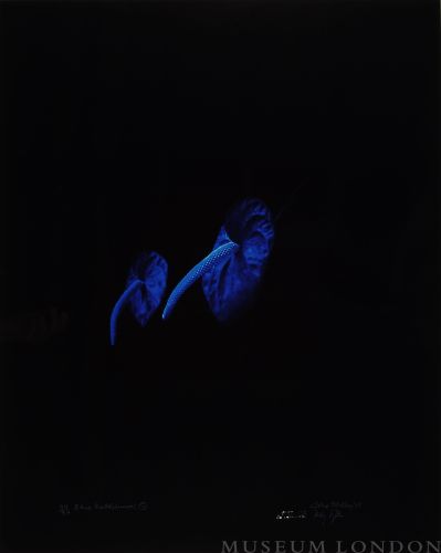 BLUE ANTHERIUMS 1 (AFTERLIFE SERIES)
