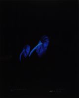 BLUE ANTHERIUMS 1 (AFTERLIFE SERIES)