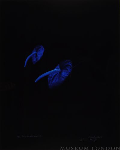BLUE ANTHERIUMS 2 (AFTERLIFE SERIES)