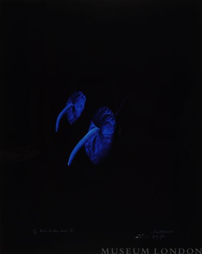BLUE ANTHERIUMS 3 (AFTERLIFE SERIES)