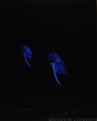 BLUE ANTHERIUMS 4 (AFTERLIFE SERIES)
