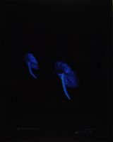 BLUE ANTHERIUMS 4 (AFTERLIFE SERIES)