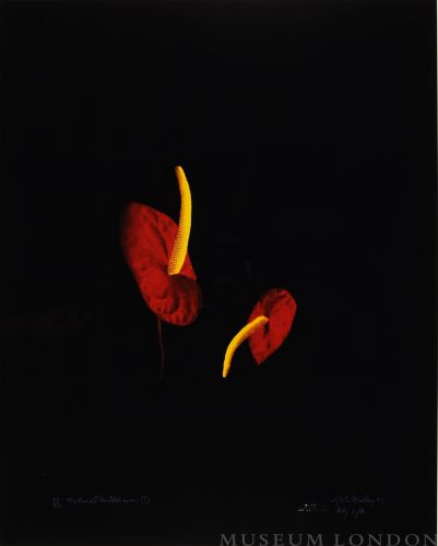 NATURAL ANTHERIUMS 1 (AFTERLIFE SERIES)