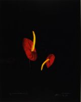 NATURAL ANTHERIUMS 1 (AFTERLIFE SERIES)