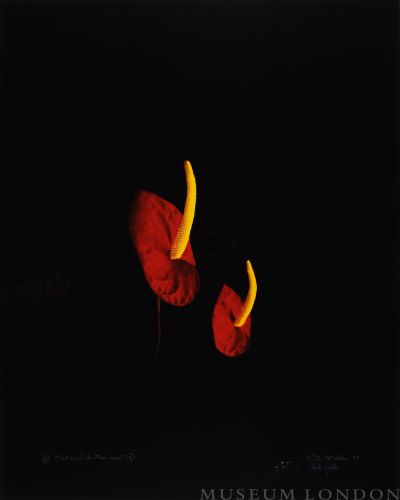 NATURAL ANTHERIUMS 2 (AFTERLIFE SERIES)