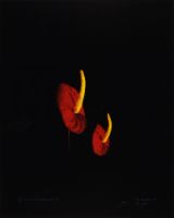 NATURAL ANTHERIUMS 2 (AFTERLIFE SERIES)