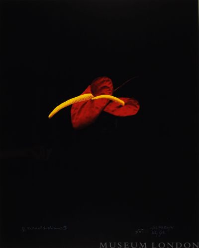 NATURAL ANTHERIUMS 3 (AFTERLIFE SERIES)
