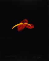 NATURAL ANTHERIUMS 3 (AFTERLIFE SERIES)