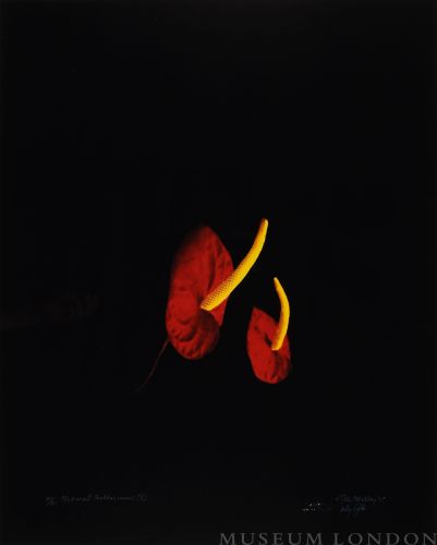 NATURAL ANTHERIUMS 5 (AFTERLIFE SERIES)