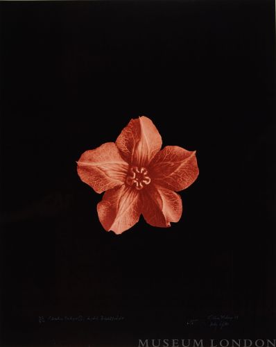 FLESHY CALYX, AFTER BLOSSFELDT 1 (AFTERLIFE SERIES)