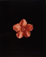 FLESHY CALYX, AFTER BLOSSFELDT 1 (AFTERLIFE SERIES)