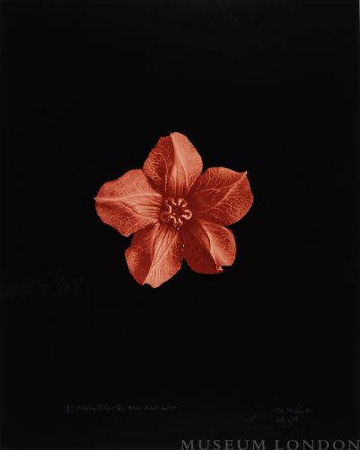 FLESHY CALYX, AFTER BLOSSFELDT 2 (AFTERLIFE SERIES)