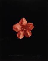 FLESHY CALYX, AFTER BLOSSFELDT 2 (AFTERLIFE SERIES)