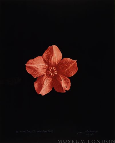 FLESHY CALYX, AFTER BLOSSFELDT 3 (AFTERLIFE SERIES)