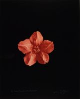 FLESHY CALYX, AFTER BLOSSFELDT 3 (AFTERLIFE SERIES)