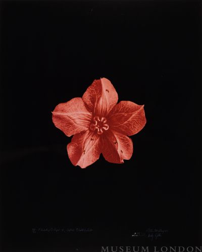 FLESHY CALYX, AFTER BLOSSFELDT 4 (AFTERLIFE SERIES)