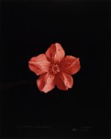 FLESHY CALYX, AFTER BLOSSFELDT 4 (AFTERLIFE SERIES)