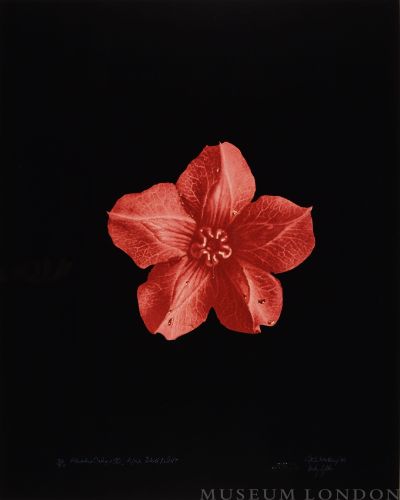 FLESHY CALYX, AFTER BLOSSFELDT 5 (AFTERLIFE SERIES)