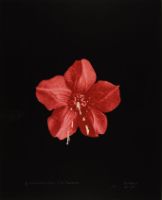 EJACULATING CALYX, AFTER BLOSSFELDT (AFTERLIFE SERIES)