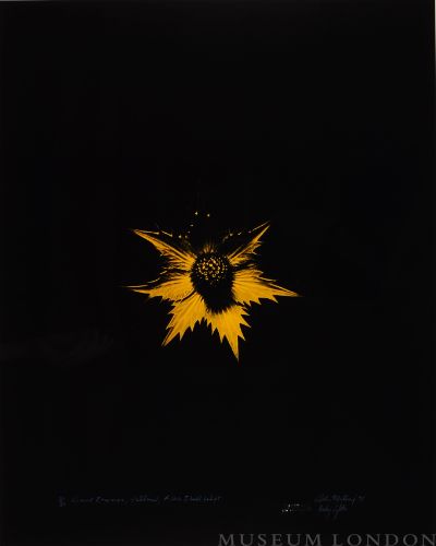 GIANT ERYNGO, AFTER BLOSSFELDT (YELLOW)(AFTERLIFE SERIES)