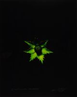GIANT ERYNGO, AFTER BLOSSFELDT (GREEN) (AFTERLIFE SERIES)