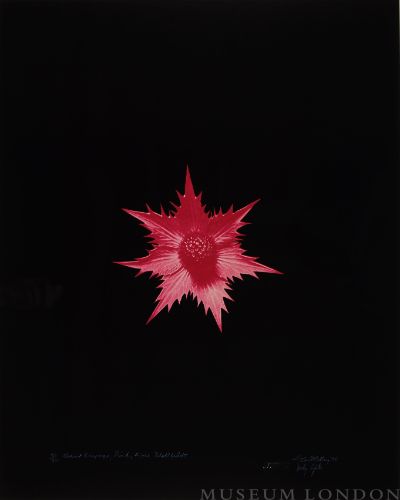 GIANT ERYNGO, AFTER BLOSSFELDT (PINK) (AFTERLIFE SERIES)
