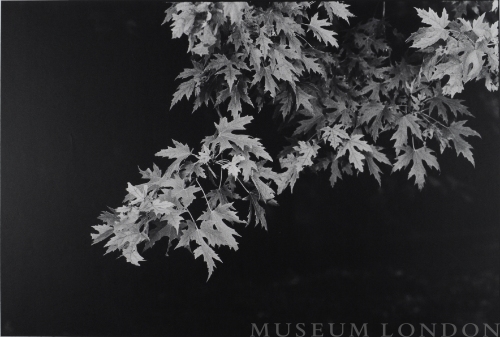 AUTUMN MAPLE LEAVES