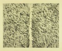 GRASSES II