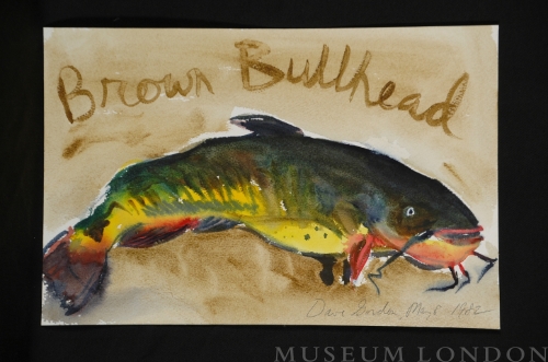 Brown Bullhead