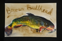 Brown Bullhead
