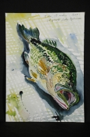 3 lbs., 17" Bass, Skycroft, Lake Opinicon