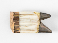 Tooth with Brass Capping Brooch